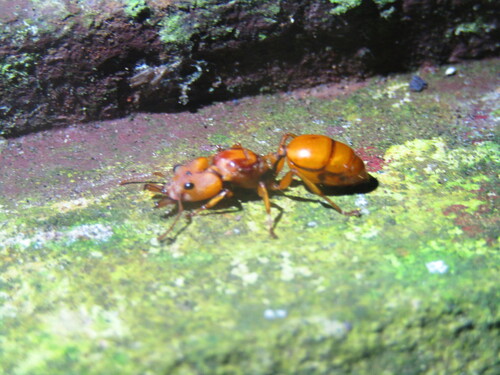 Big-Eyed Arboreal Ant — 8