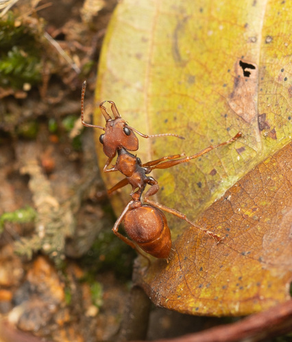 Big-Eyed Arboreal Ant — 10