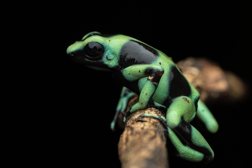 Dyeing Dart Frog — 2