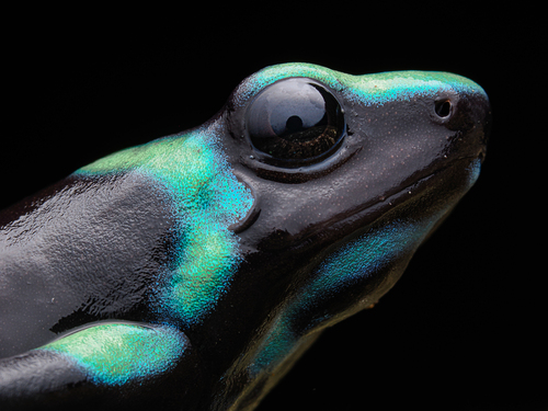 Dyeing Dart Frog — 3