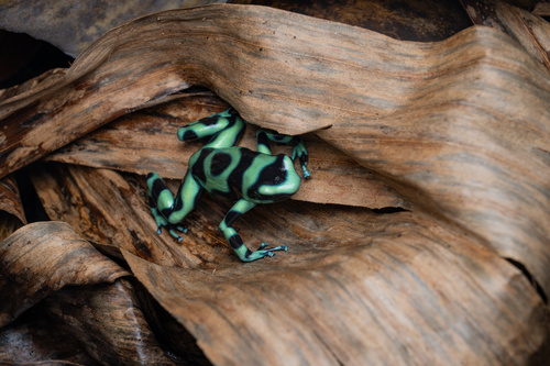 Dyeing Dart Frog — 10