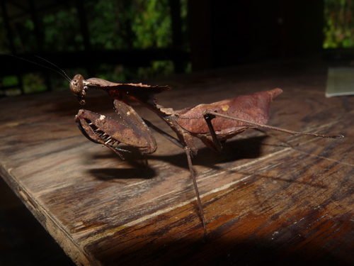 Mante feuille morte malaise — 6