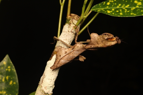 Malaysian Dead Leaf Mantis (smaller) — 2