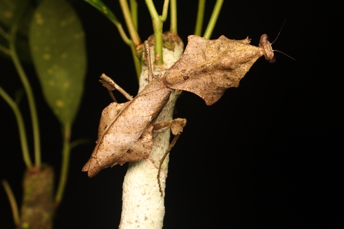 Malaysian Dead Leaf Mantis (smaller) — 4