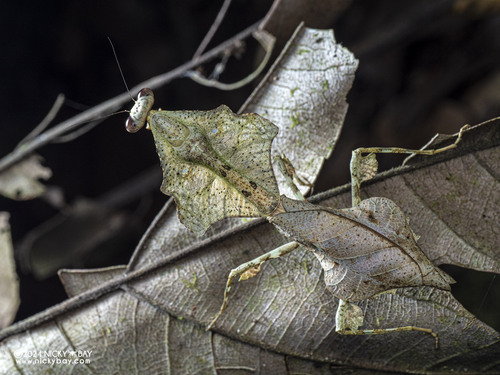 Malaysian Dead Leaf Mantis (smaller) — 7