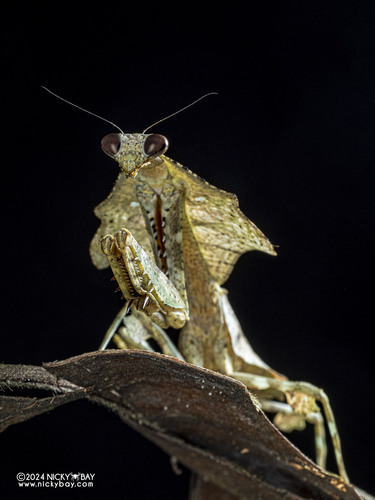 Malaysian Dead Leaf Mantis (smaller) — 9