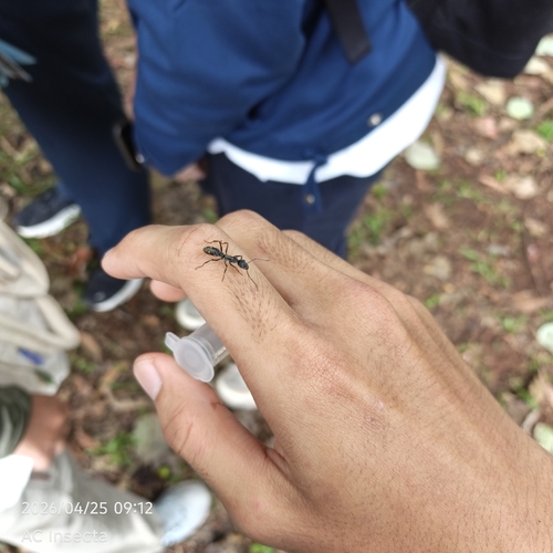 Bornean Queenless Ant — 5