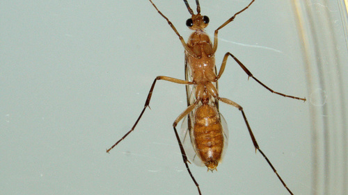 Bornean Queenless Ant — 8