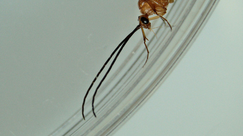 Bornean Queenless Ant — 10