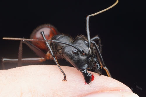 Giant Forest Ant — 1