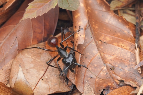 Giant Forest Ant — 3