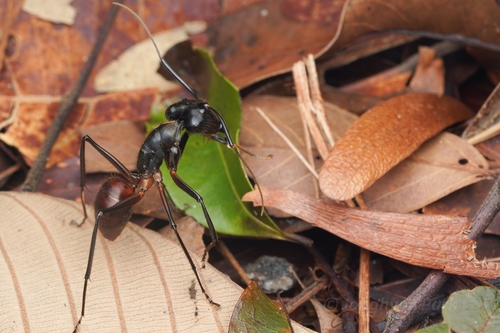 Giant Forest Ant — 4