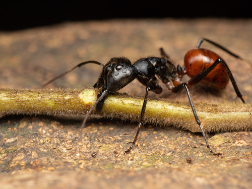 Giant Forest Ant — 8
