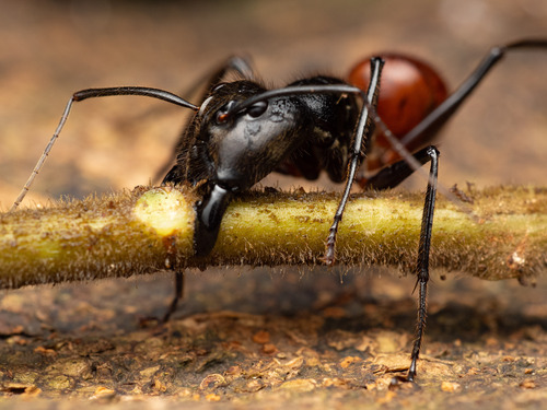 Giant Forest Ant — 9