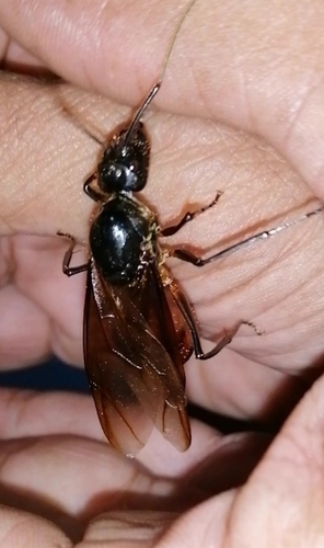 Giant Forest Ant — 10