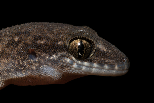 Siamese Leaf-toed Gecko — 3