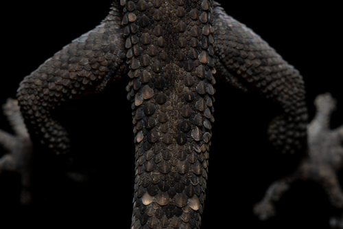 Siamese Leaf-toed Gecko — 5