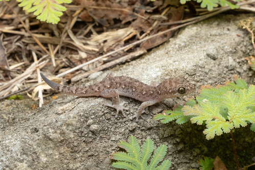 Siamese Leaf-toed Gecko — 6