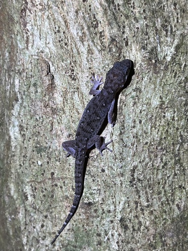 Siamese Leaf-toed Gecko — 7