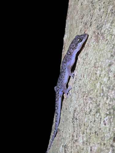 Siamese Leaf-toed Gecko — 8