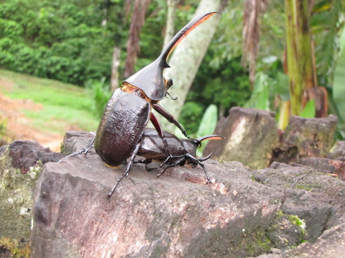 Hercules Beetle — 2