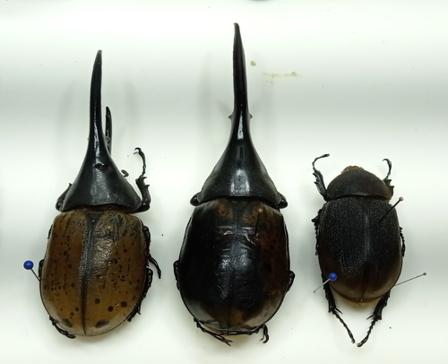 Hercules Beetle — 4