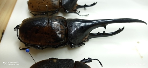 Hercules Beetle — 7
