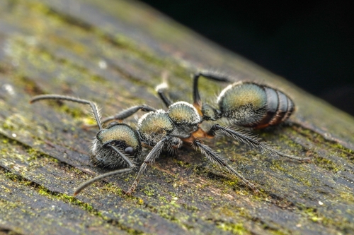 Echinopla striata — 1