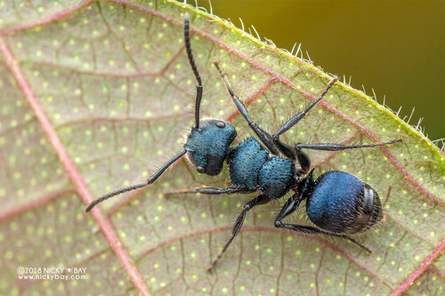 Echinopla striata — 5