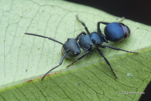 Echinopla striata — 7