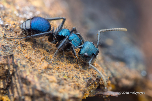 Echinopla striata — 8