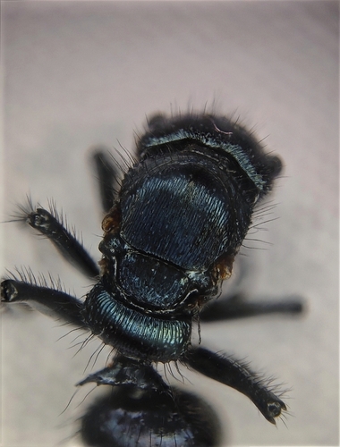 Echinopla striata — 10