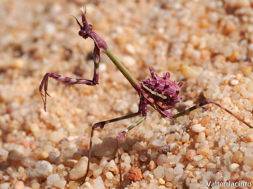 Conehead Mantis — 2