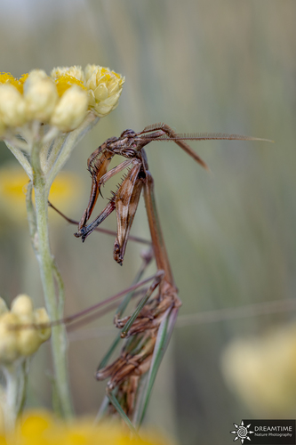 Conehead Mantis — 4