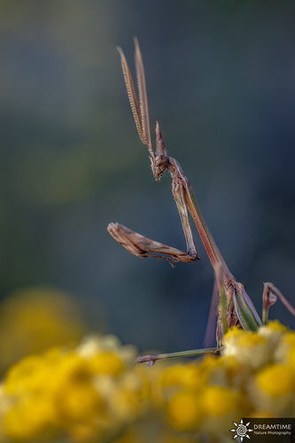 Conehead Mantis — 5