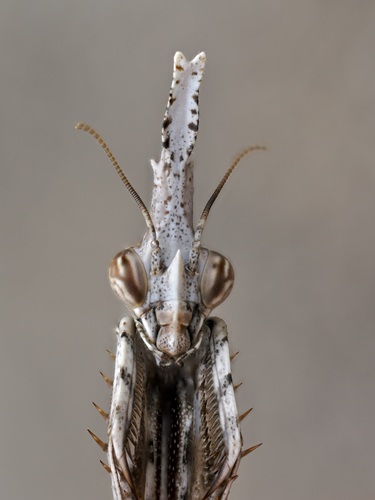 Conehead Mantis — 6
