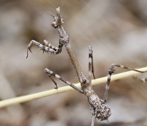 Conehead Mantis — 9