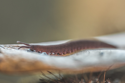 Eoperipatus totoro — 1
