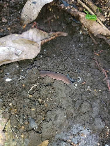 Eoperipatus totoro — 3