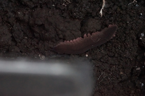 Eoperipatus totoro — 7