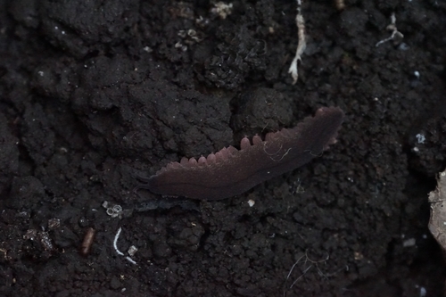 Eoperipatus totoro — 8