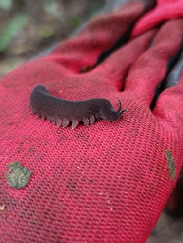 Eoperipatus totoro — 10