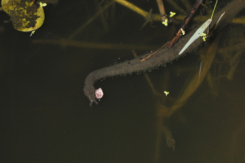 Tentacled Snake — 2