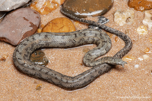 Tentacled Snake — 4