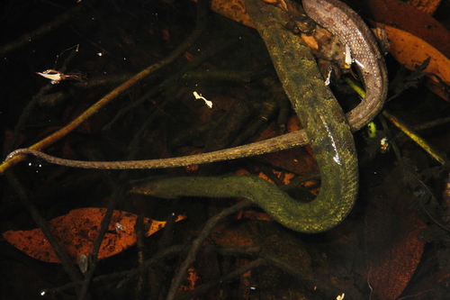 Tentacled Snake — 6
