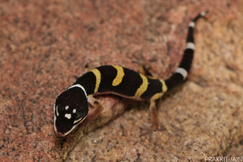 Leopard Gecko — 2