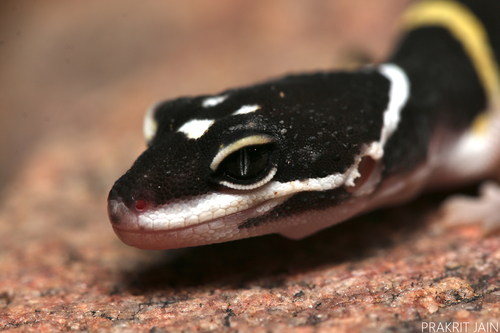 Leopard Gecko — 3