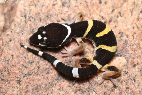 Leopard Gecko — 6