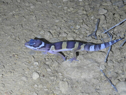Leopard Gecko — 9