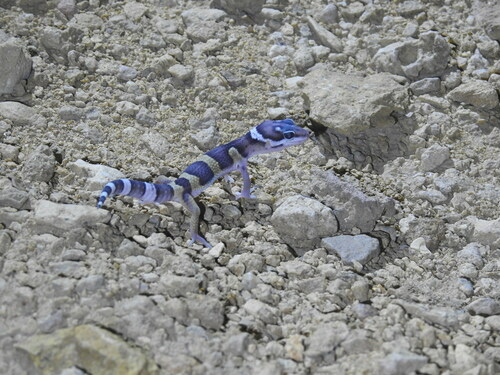 Leopard Gecko — 10